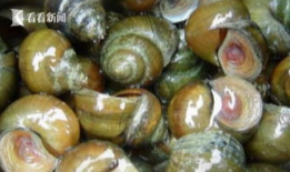 吃田螺视频,视频带你领略田螺的独特风味